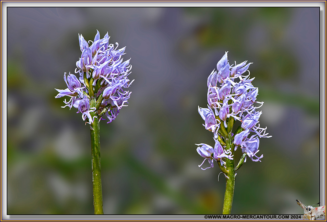 Orchis Singe